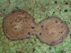 Diplocarpon