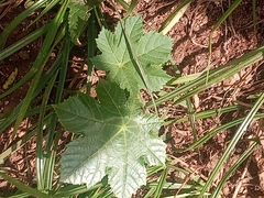 Cnidoscolus aconitifolius