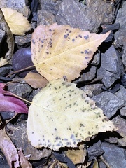 Marssonina betulae