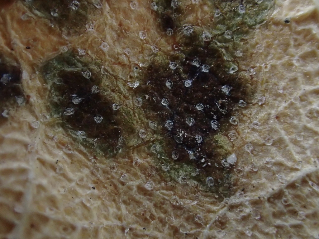 Marssonina betulae