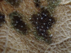 Marssonina betulae