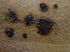 Marssonina betulae