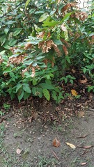 Flemingia strobilifera