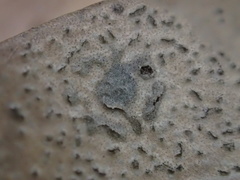 Austropuccinia psidii