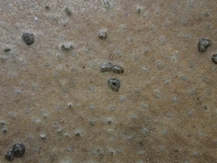 Austropuccinia psidii