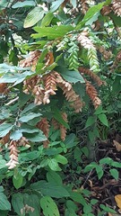 Flemingia strobilifera
