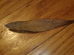 Austropuccinia psidii