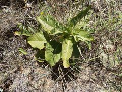 Asclepias nyctaginifolia