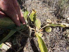 Asclepias nyctaginifolia