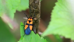 Oncopeltus varicolor varicolor