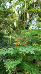 Caesalpinia