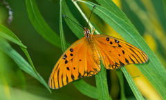 Dione vanillae vanillae