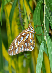 Dione vanillae vanillae