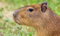 Hydrochoerus isthmius