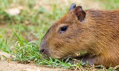 Hydrochoerus isthmius