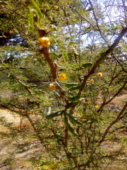Vachellia farnesiana