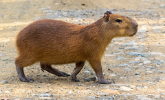 Hydrochoerus isthmius