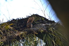 Sciurus ignitus
