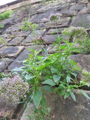 Trachelium caeruleum