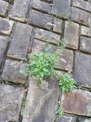 Trachelium caeruleum