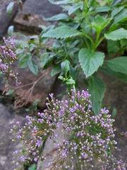 Trachelium caeruleum