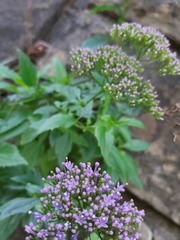 Trachelium caeruleum
