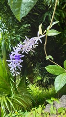 Petrea
