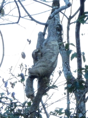 Bradypus variegatus tapajoensis