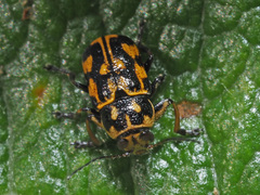 Pachybrachis sinuatus