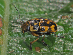 Pachybrachis sinuatus