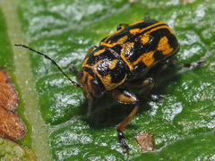 Pachybrachis sinuatus