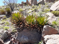 Aloe broomii