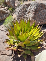 Aloe broomii