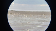 Charadrius alexandrinus