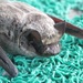Asian Particoloured Bat - Photo (c) Alexander Ganse, some rights reserved (CC BY-NC), uploaded by Alexander Ganse