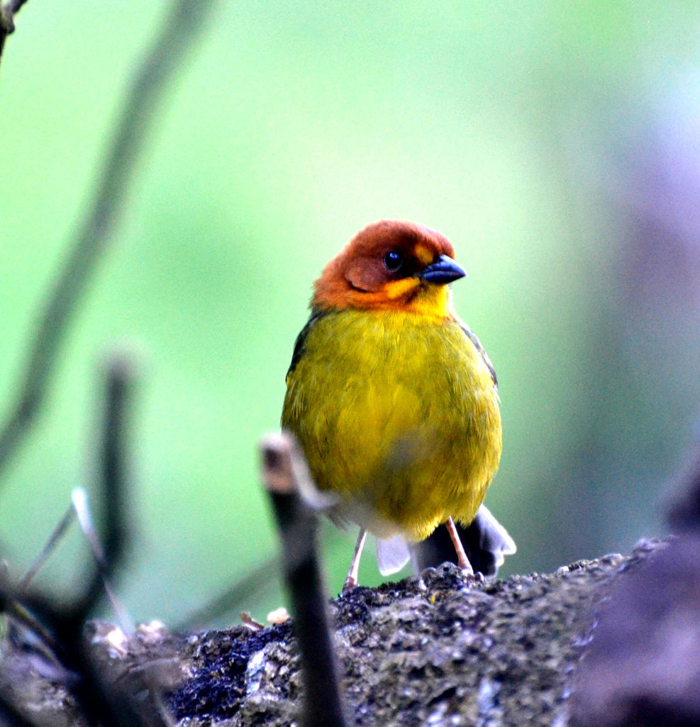 Fulvous-headed Brushfinch (Atlapetes fulviceps) photo