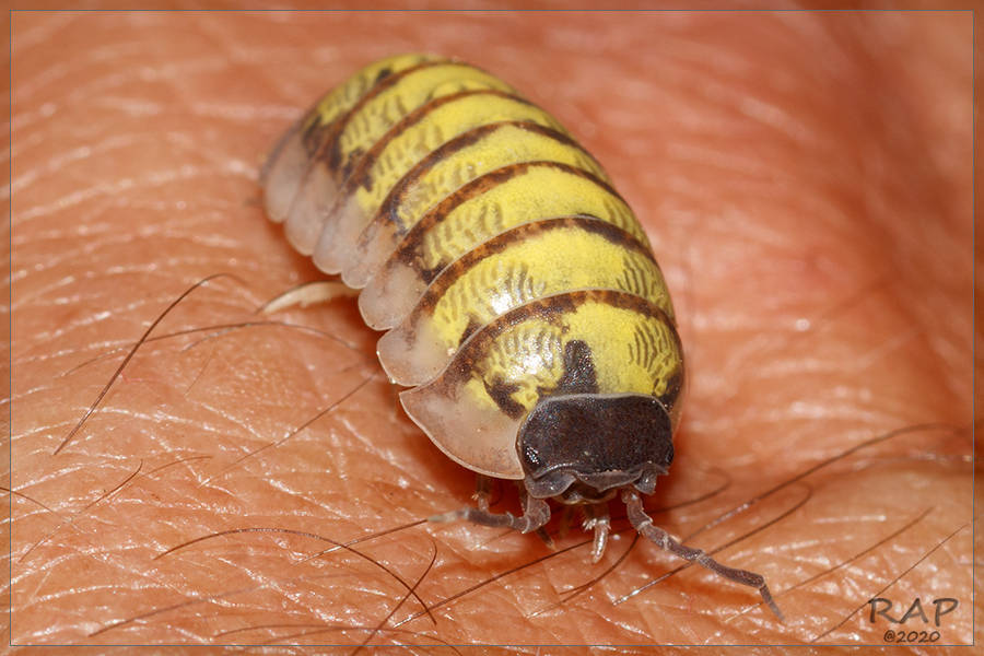 Bicho-de-conta (Armadillidium vulgare) · BioDiversity4All