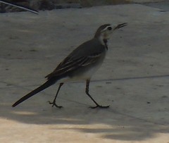 Motacilla alba