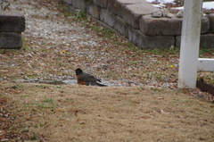 Turdus migratorius