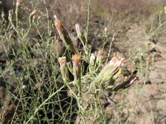 Brickellia eupatorioides chlorolepis