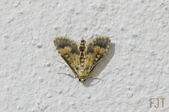 Niphograpta albiguttalis