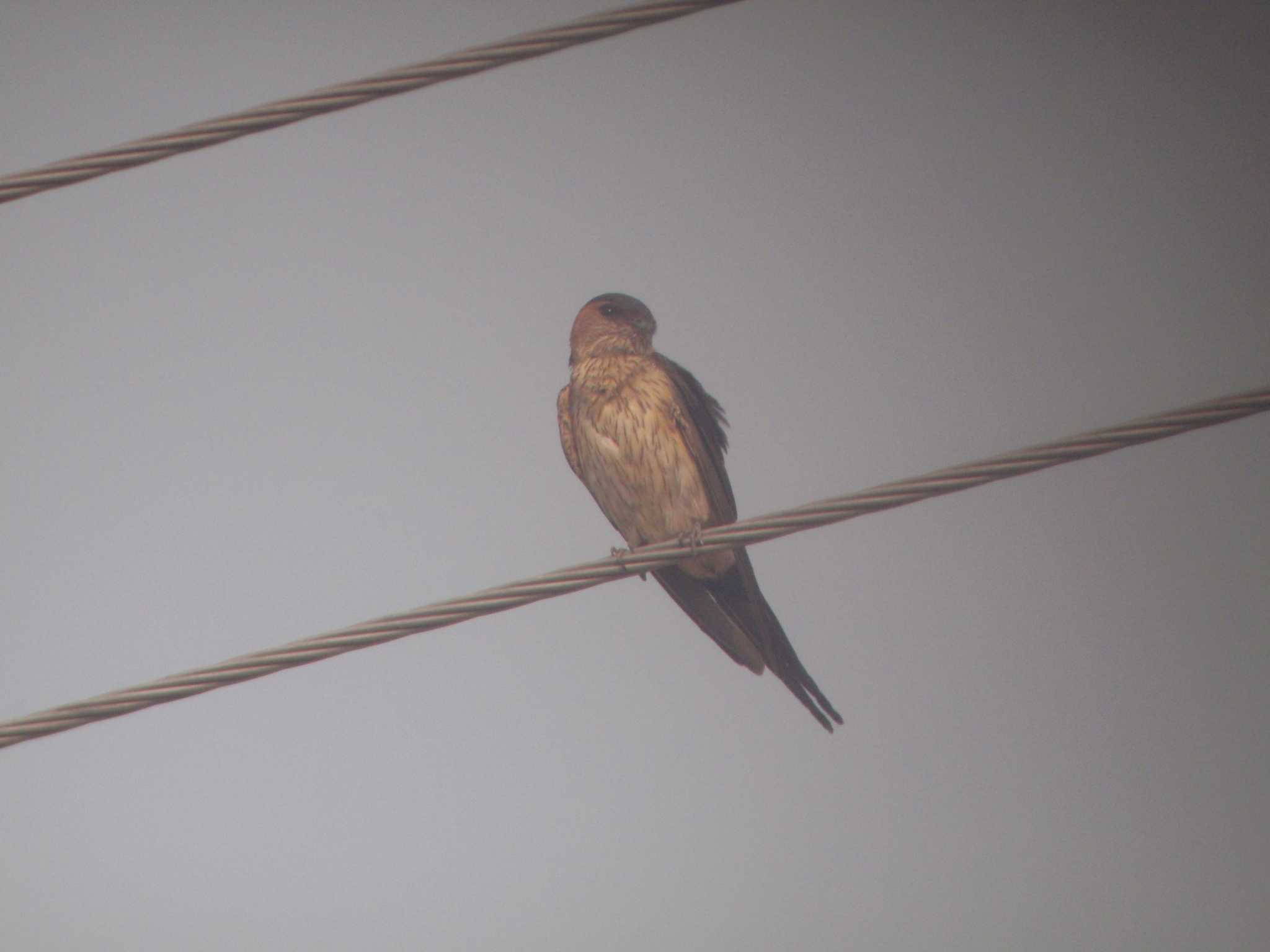 Eastern Red-rumped Swallow