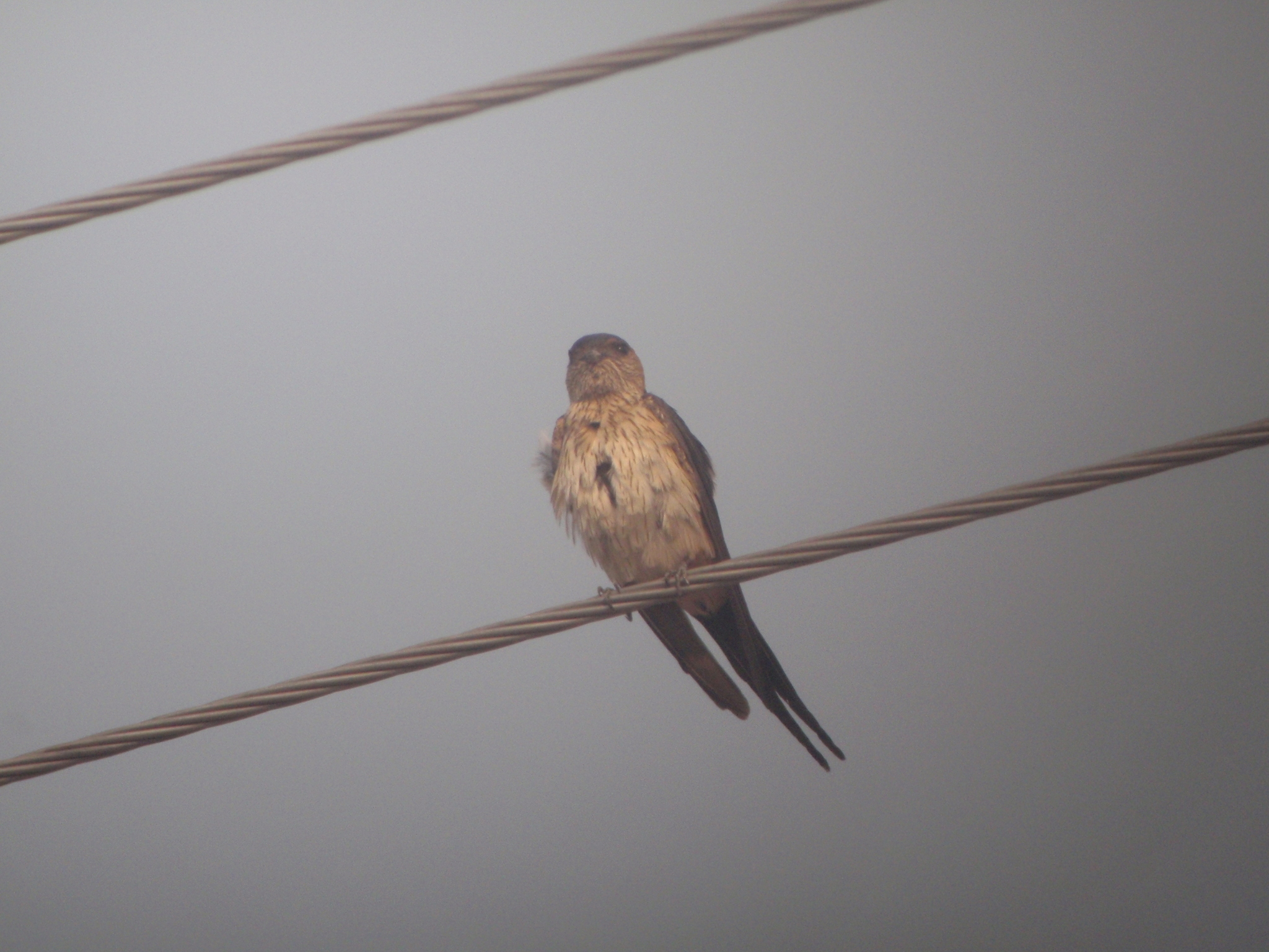 Eastern Red-rumped Swallow