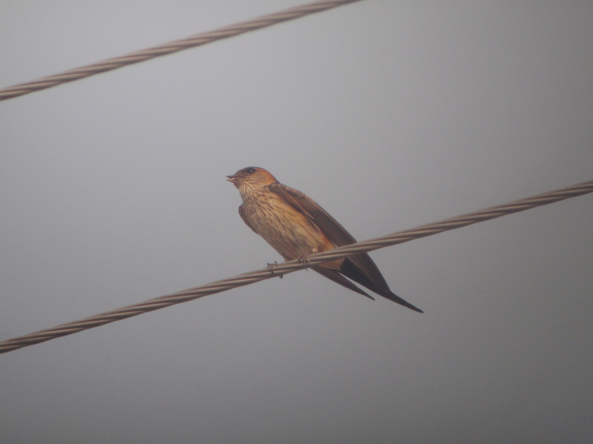 Eastern Red-rumped Swallow