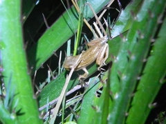 Dendropsophus sanborni