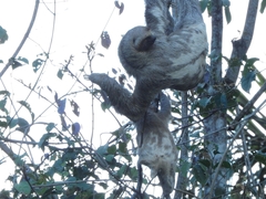 Bradypus variegatus tapajoensis
