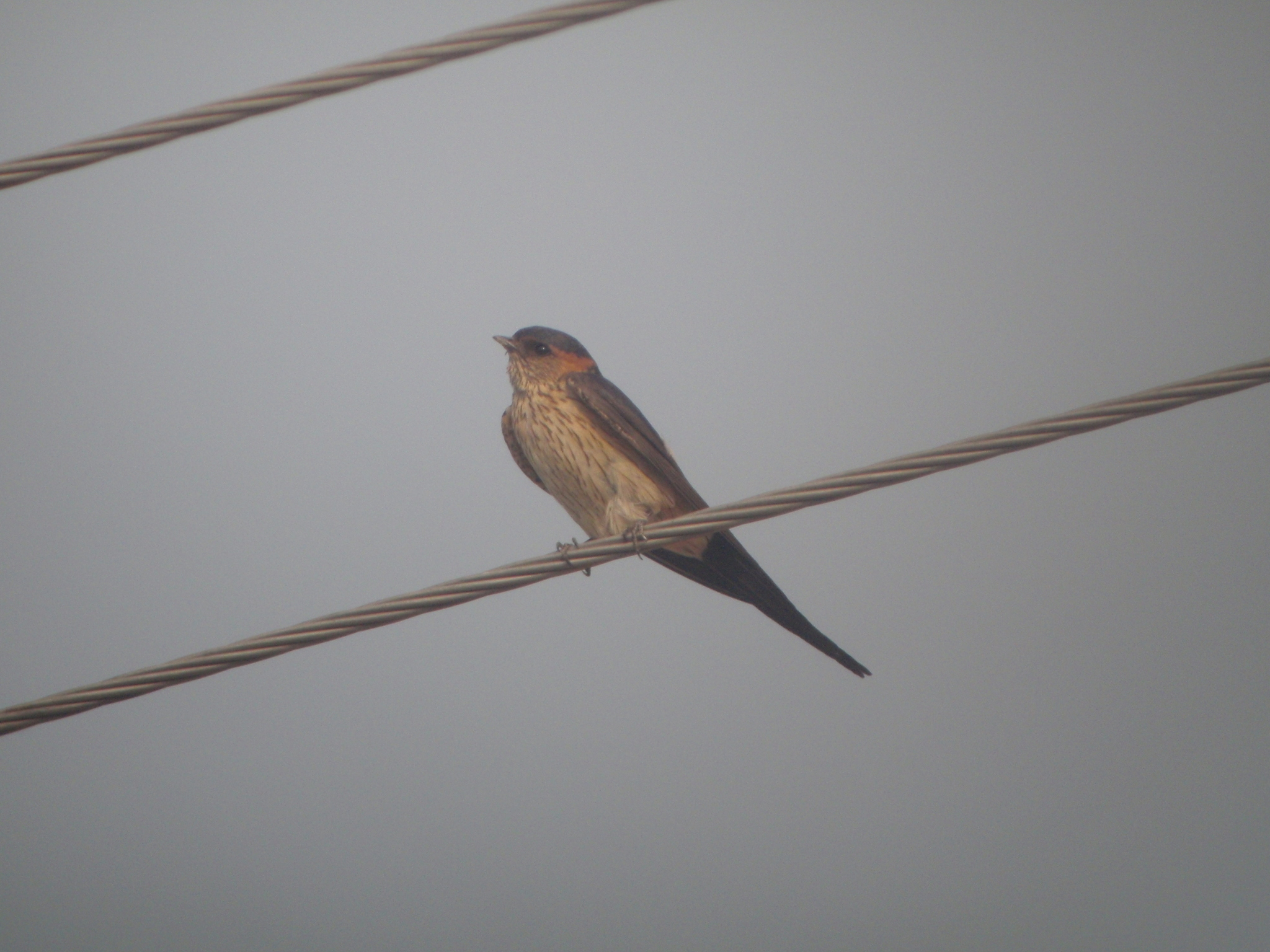 Eastern Red-rumped Swallow