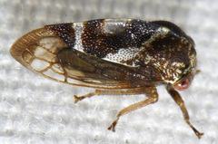 Cyrtolobus vau