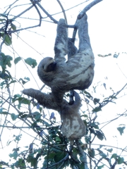 Bradypus variegatus tapajoensis