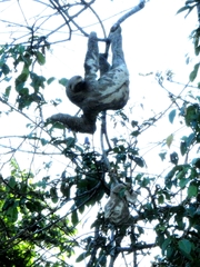 Bradypus variegatus tapajoensis